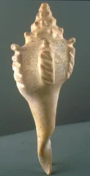 Conch shell blekkholder påskrevet med glyfer (skall)